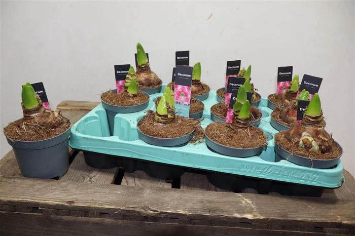 <h4>Hippeas 2 Steel Pink Decorum</h4>