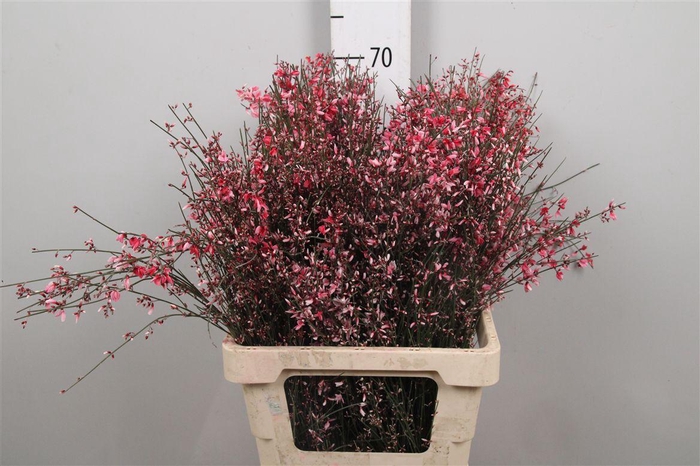 <h4>Genista Red 200gr</h4>