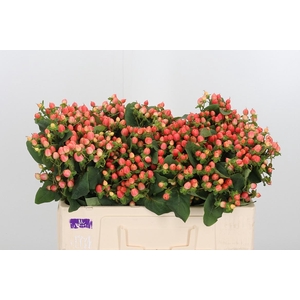 Hyp Mag Roy Princess