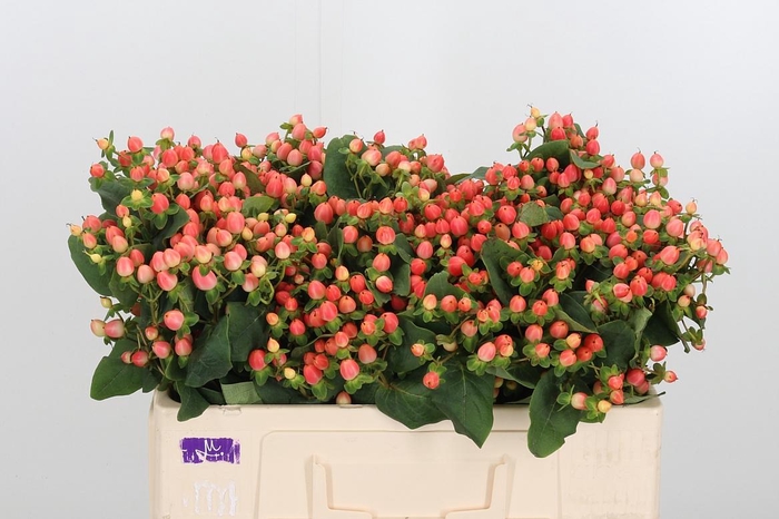 <h4>Hyp Mag Roy Princess</h4>