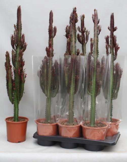 <h4>EUPHOR TRIG RUBRA</h4>