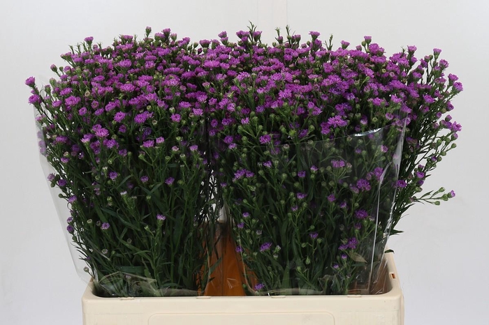 <h4>Aster Baby Pink</h4>