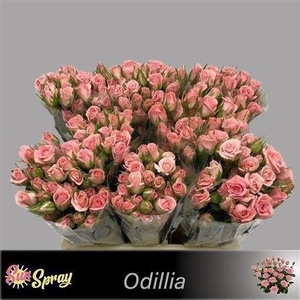 R Tr Odilia