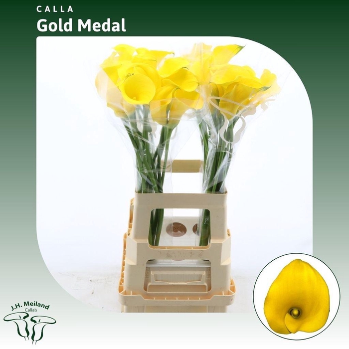 <h4>Zantedeschia gold medal</h4>