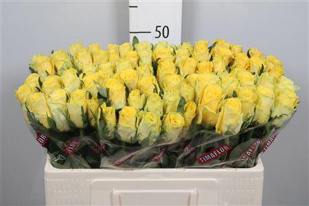 <h4>R Gr Good Times</h4>