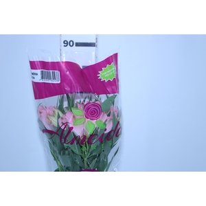 ALSTROEMERIA DUBAI 080 CM