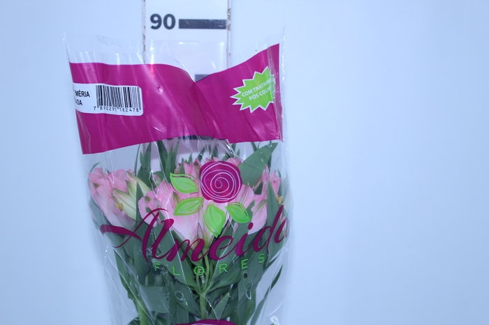 ALSTROEMERIA DUBAI 080 CM