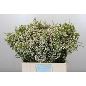 Chamelaucium Pearl Button