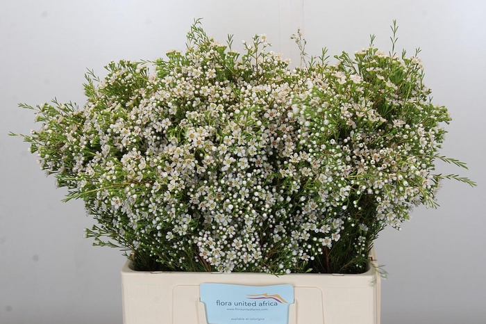 Chamelaucium Pearl Button