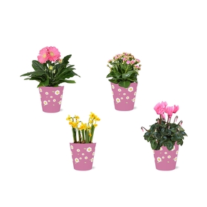 Collectie 'Craft World' Bloeimix in smartcup Madelief 4 soorten