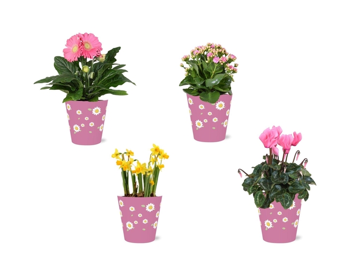 <h4>Collectie 'Craft World' Bloeimix in smartcup Madelief 4 soorten</h4>