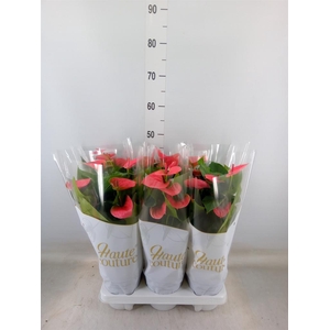 Anthurium andr. 'Sweet Dream'