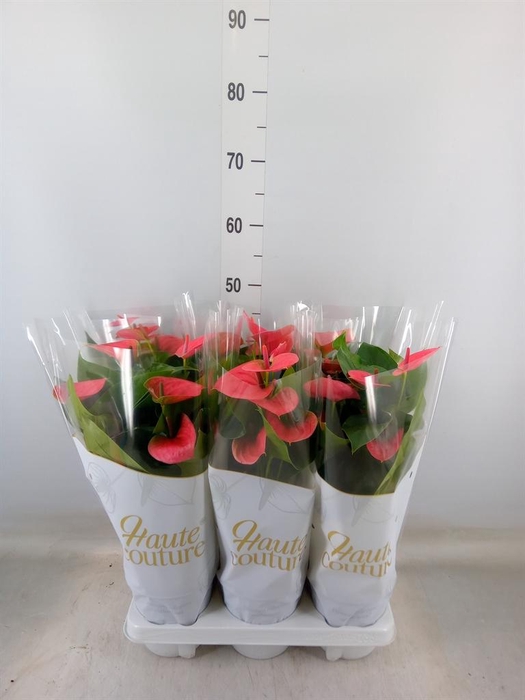 <h4>Anthurium andr. 'Sweet Dream'</h4>