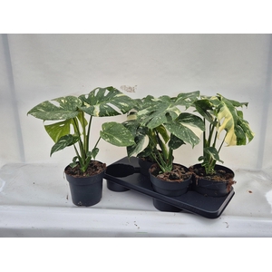 MONSTERA DEL THAI CO