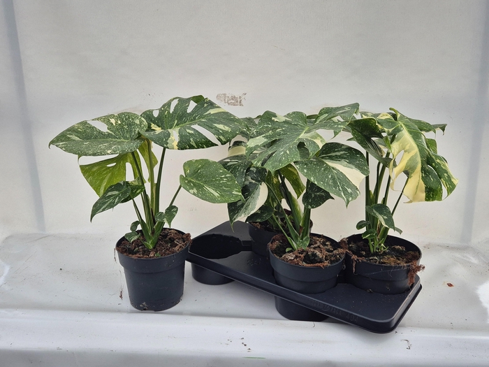 <h4>MONSTERA DEL THAI CO</h4>