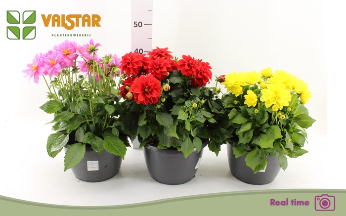 <h4>DAHL L ME GEM</h4>