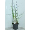 Cortaderia selloana
