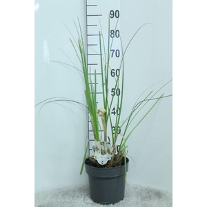 Cortaderia selloana