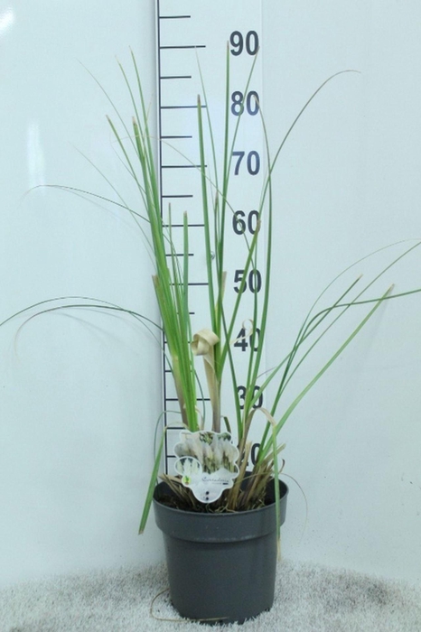 <h4>Cortaderia selloana</h4>