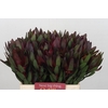 Leucadendron Saf Sunset Dark Red