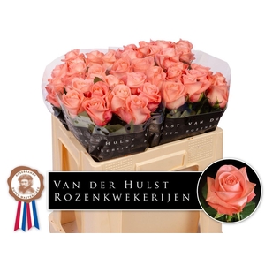 Rosa a grande fleur Liesbeth