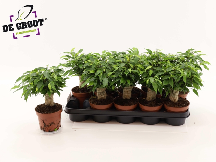 <h4>FIC BE GREEN KINKY</h4>