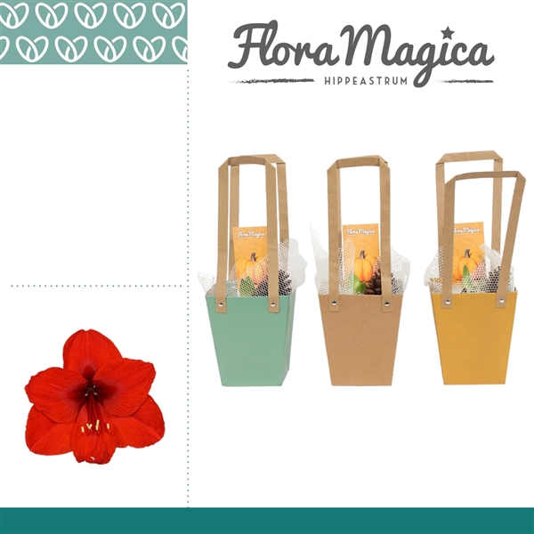<h4>Amaryllis Rood 2 Knop in Giftbag HERFST</h4>