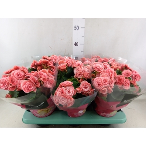 Begonia elat. DU 'Borias'