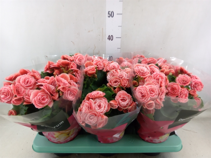 <h4>Begonia elat. DU 'Borias'</h4>