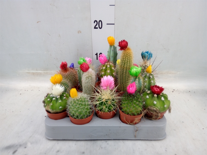 <h4>Cactus   ...decorated</h4>