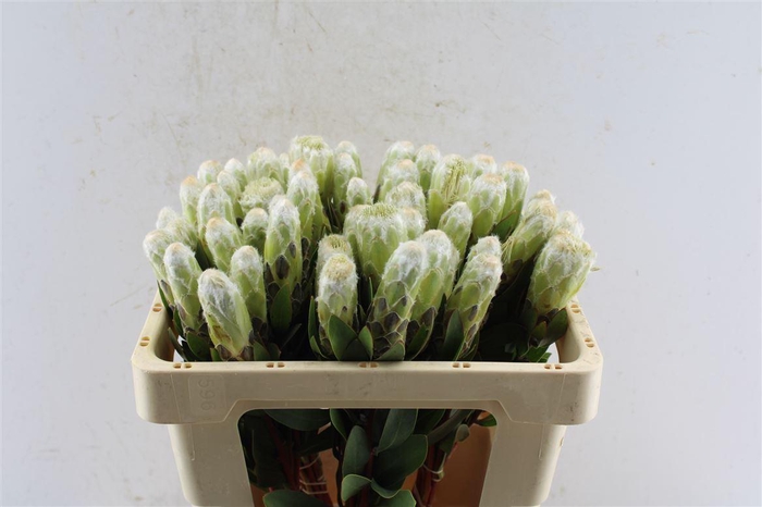 <h4>Protea Mundi White</h4>