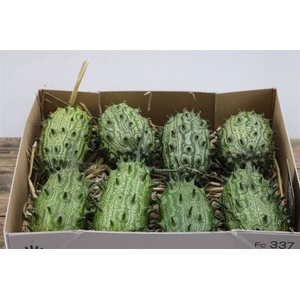 Sier Cucumis Kiwano Green Hol P Box