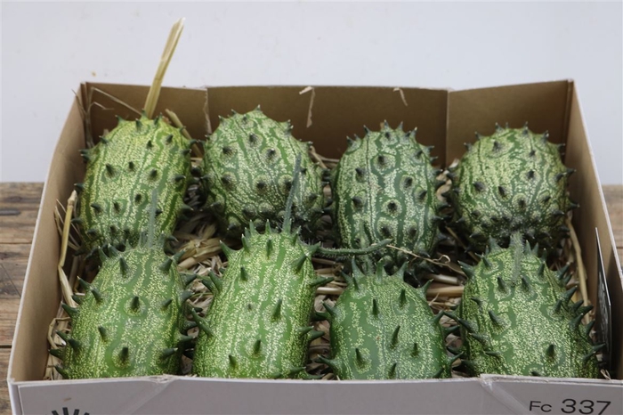 Sier Cucumis Kiwano Green Hol P Box