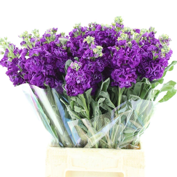 <h4>MATTH IRON PURPLE</h4>