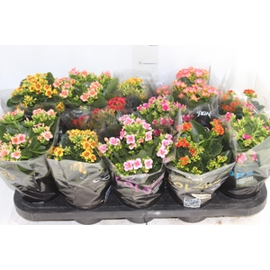 KALANCHOE P11 BICOLOR