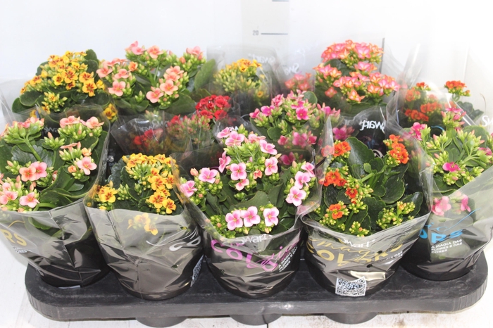 <h4>KALANCHOE P11 BICOLOR</h4>