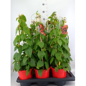 Thunbergia alata 'Brownie'