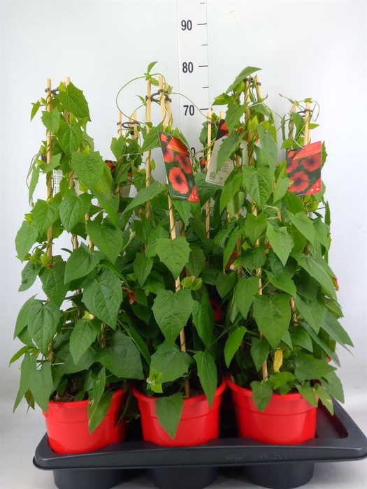 <h4>Thunbergia alata 'Brownie'</h4>