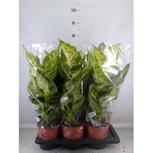 Dieffenbachia  'Mars'