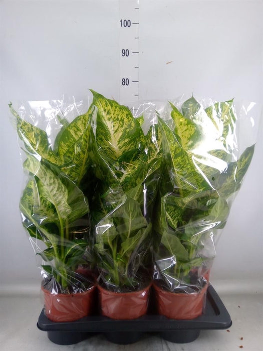 <h4>Dieffenbachia  'Mars'</h4>