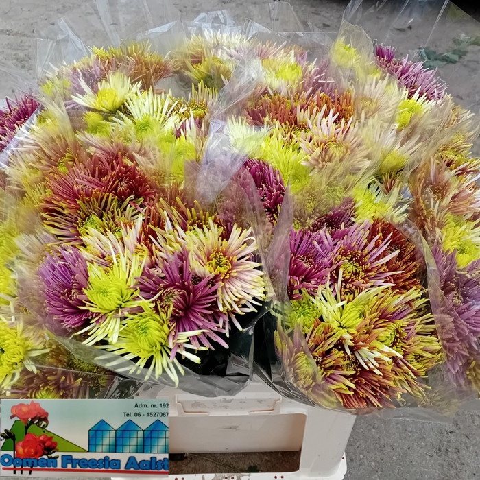 <h4>CHR T TULA GREEN</h4>