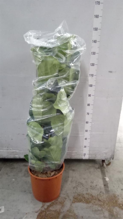 <h4>Ficus lyrata</h4>