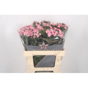 Di Barb Breanthus Lindo Pale Pink