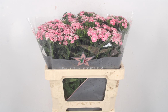 <h4>Di Barb Breanthus Lindo Pale Pink</h4>