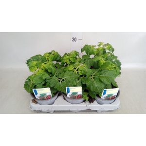 Solanum lycopersicum 'Tomtato'