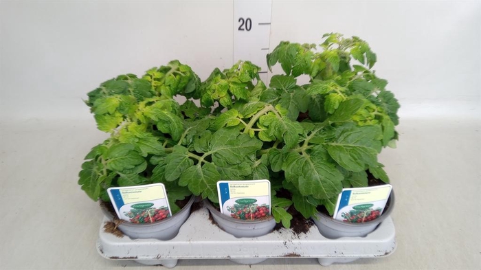 <h4>Solanum lycopersicum 'Tomtato'</h4>