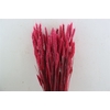 Dried Triticum X5 Cerise Bunch
