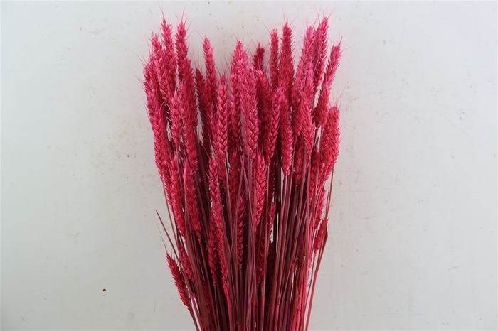 Dried Triticum X5 Cerise Bunch