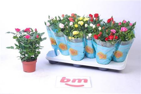 Rosa Beau Monde Gemengd