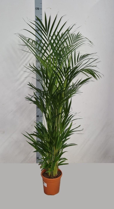 <h4>DYPSIS LUTESCENS</h4>
